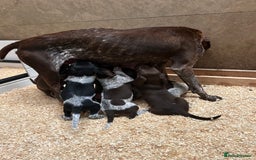 German Shorthaired Pointer dogs for sale: German Shorthaired Pointer Puppies - Image 6