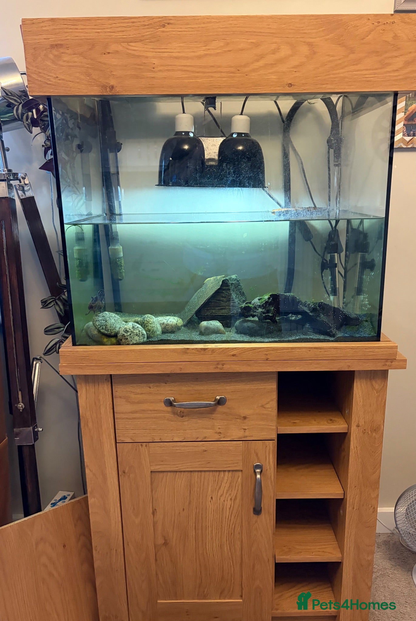 Turtle reptiles Musk turtle and whole set up! - Advert 16