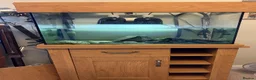 Turtle reptiles for sale: Musk turtle and whole set up! in Luton - Advert 1