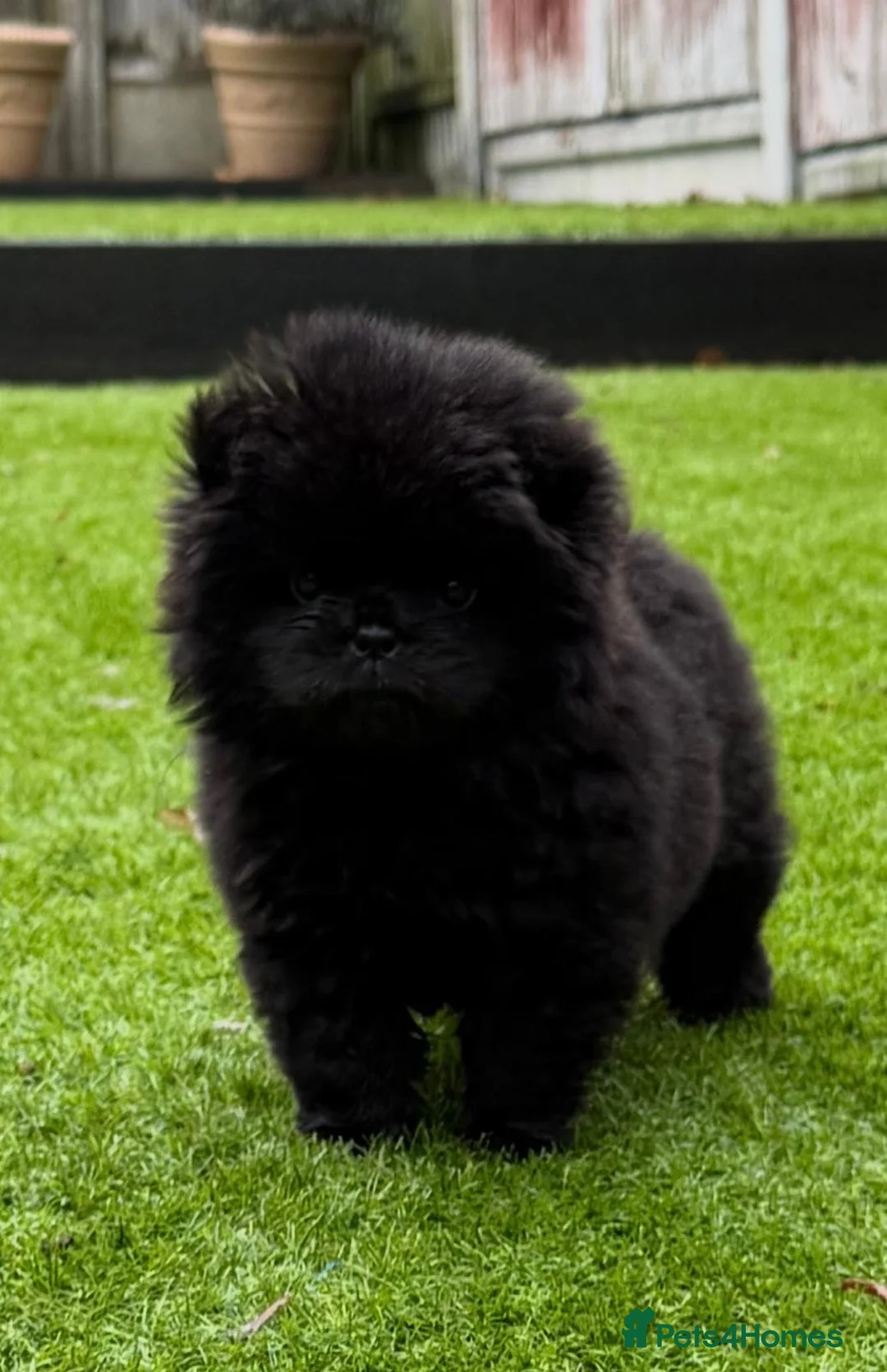 Chow Chow dogs for sale: Stunning Chow Chow One of a Kind Girl 🐶 - Advert 3