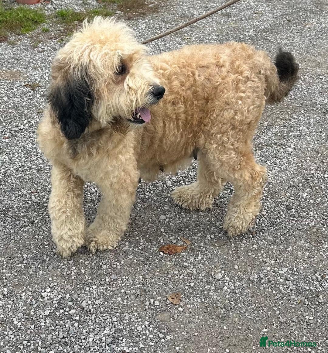 Bernedoodle dogs for sale: RED TRI BERNADOODLE GIRL - Image 5