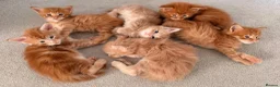 Maine Coon cats for sale: GCCF/ TICA Maine Coon Classic Taby kittens - Advert 21