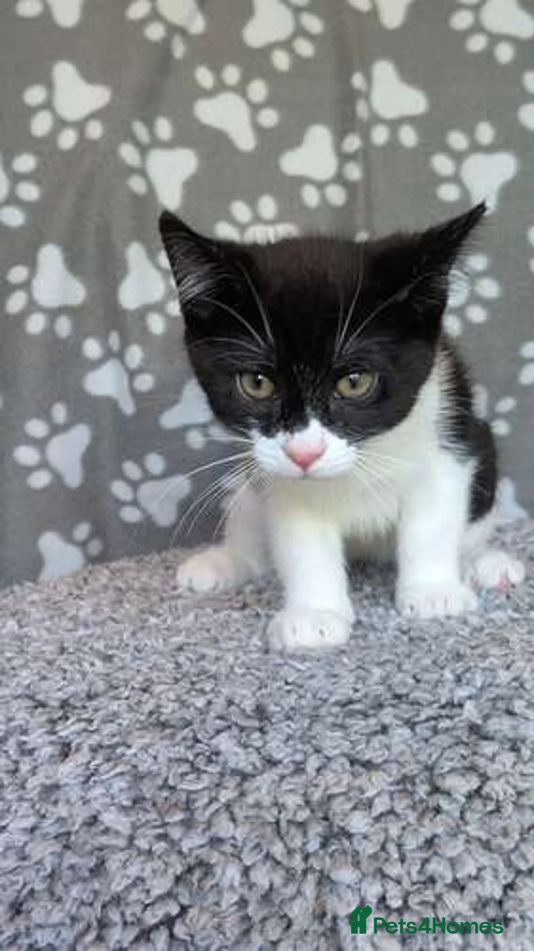 Mixed Breed cats for adoption: Sir JellyBean JumpsAlot - Advert 6