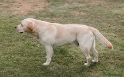 Labrador Retriever dogs for stud: Charlie  - Image 2