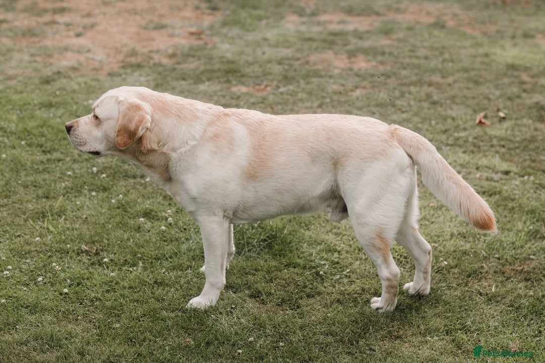 Labrador Retriever dogs for stud: Charlie  - Image 2