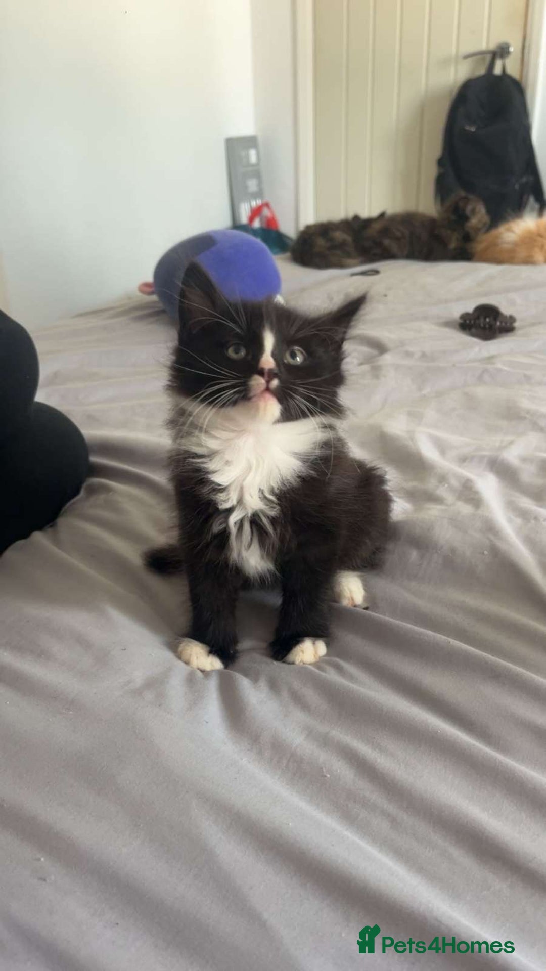 Mixed Breed cats for sale: 7 cute girl kittens  - Advert 10