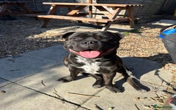 Mixed Breed dogs for stud: STAFFORDSHIRE BULL TERRIER MIX FOR STUD - Image 14