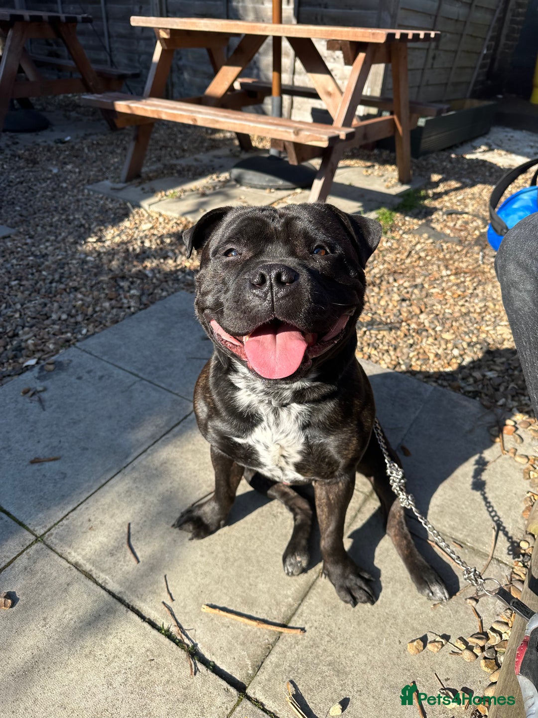 Mixed Breed dogs for stud: STAFFORDSHIRE BULL TERRIER MIX FOR STUD - Image 14