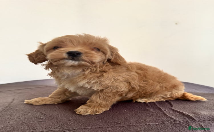 Maltipoo dogs - Advert 1