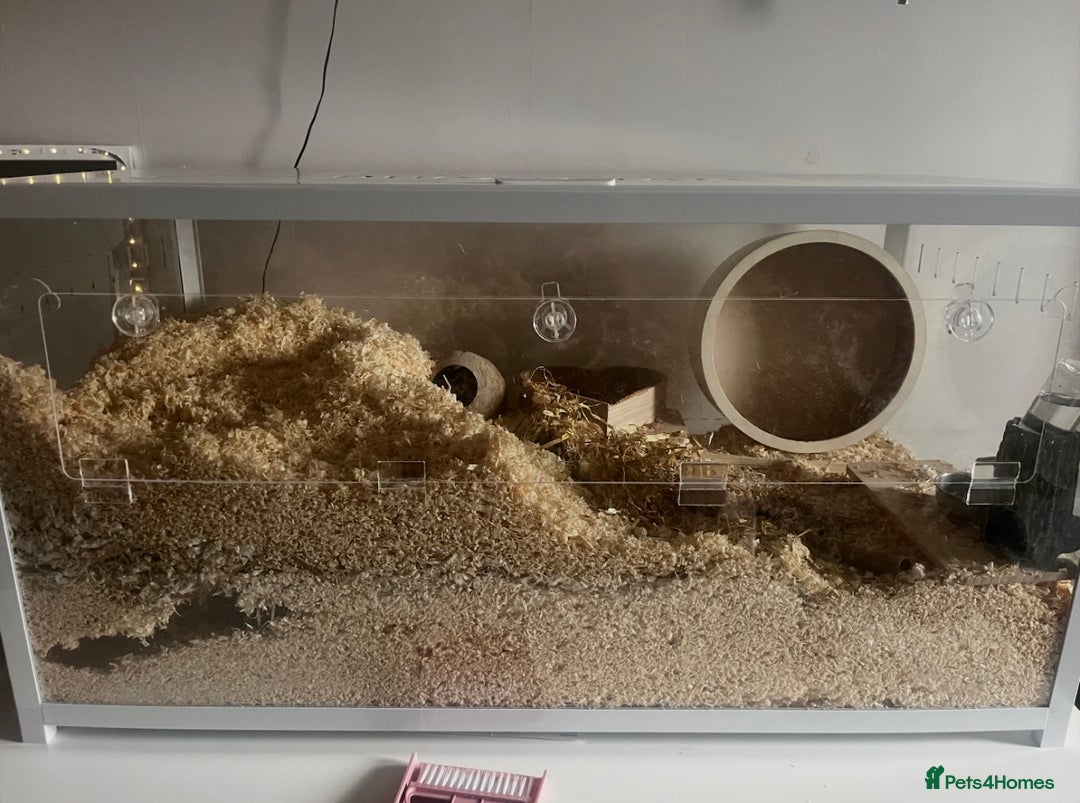 Gerbil rodents for sale: two male gerbils +cage+ supplies - Advert 1