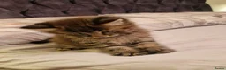 Maine Coon cats for sale: Gorgeous Half Maine Coon Litter  - Advert 17