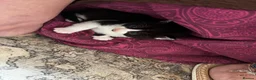 Mixed Breed cats for sale: 5 beautiful kittens in Norwich - Advert 8