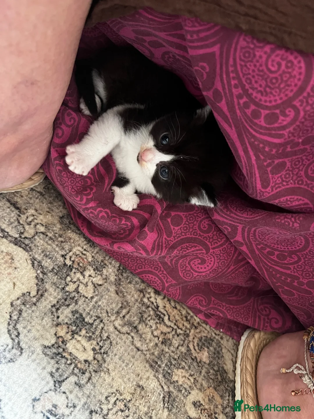 Mixed Breed cats for sale: 5 beautiful kittens in Norwich - Advert 8