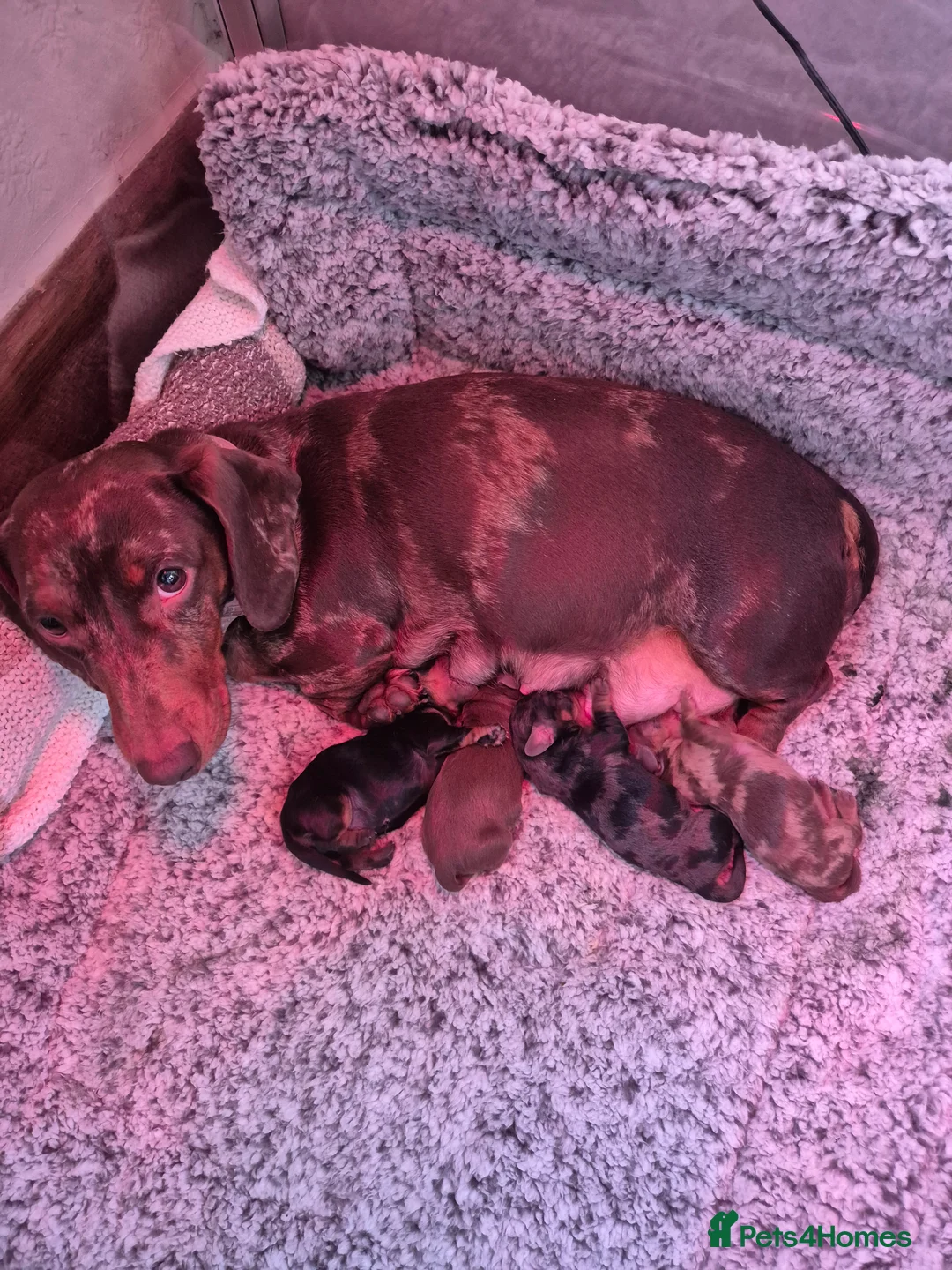 Miniature Dachshund dogs for sale: Miniature Dachshund puppies  in Wigton - Advert 6