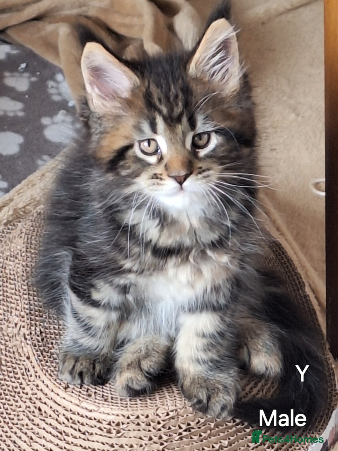 Maine Coon cats for sale: Lintons Pride Maine Coon Kittens. Ready Now - Image 8