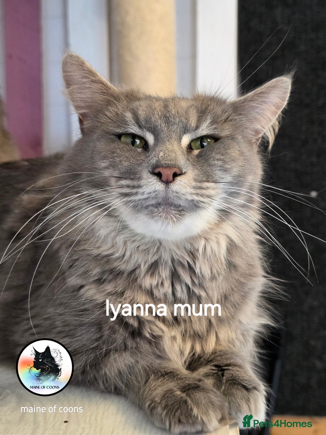Maine Coon cats for sale: Maine coon kittens - Image 23