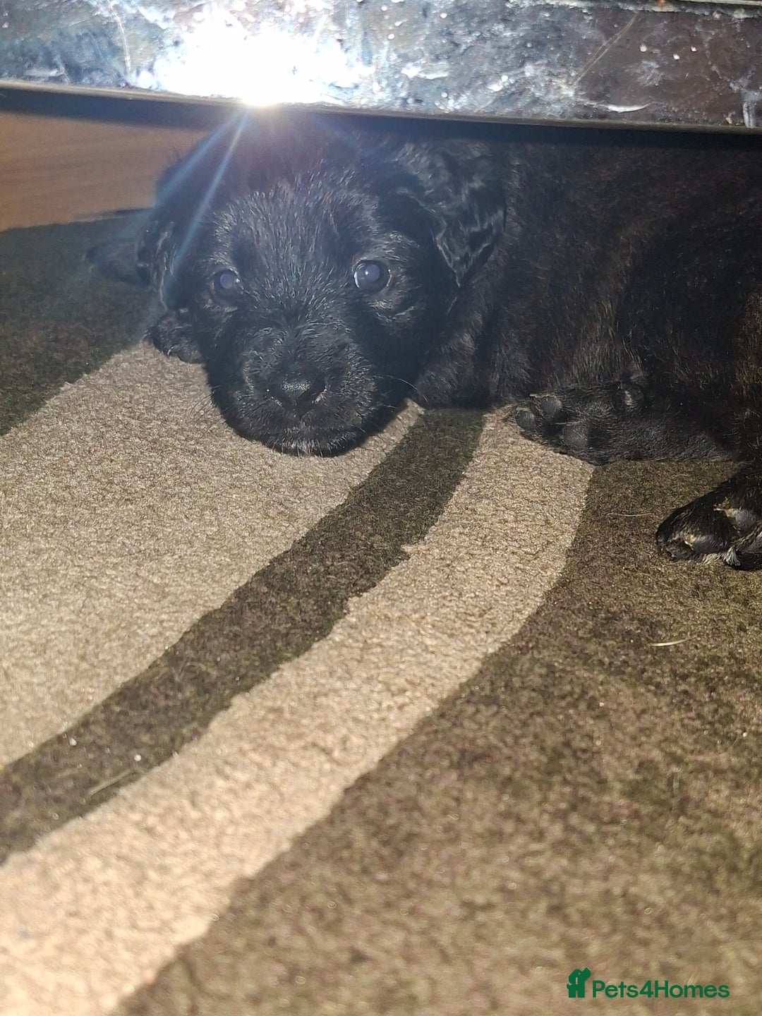 Mixed Breed dogs for sale: Puppies - Advert 3