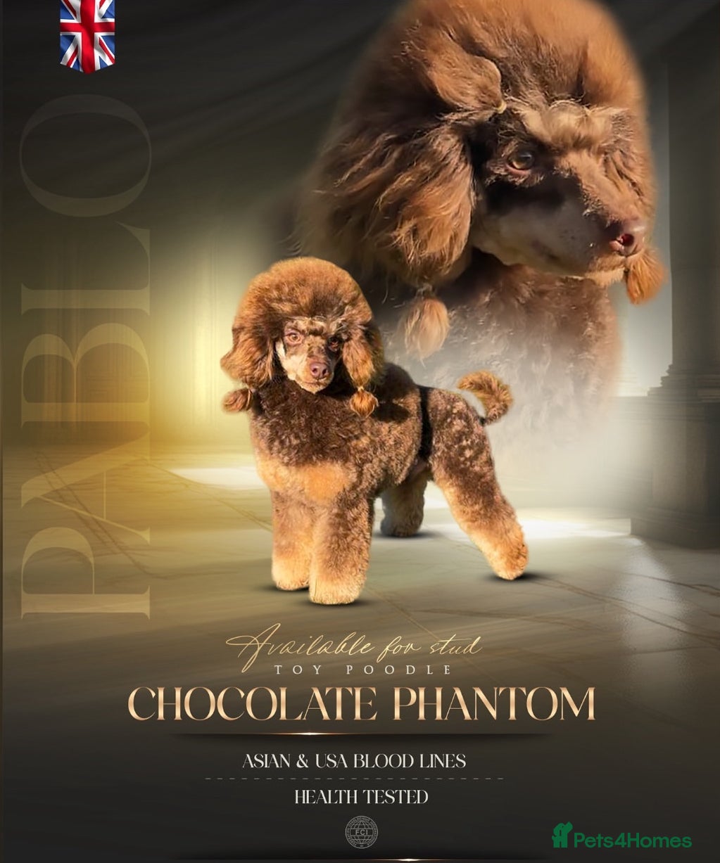Toy Poodle dogs Health Tested Chocolate & Tan Phantom Toy Poodle in Maldon - Advert 16
