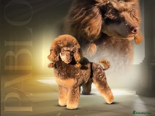 Toy Poodle dogs in Maldon - Advert 1