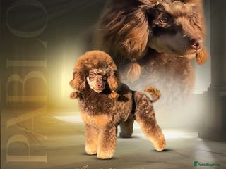 Toy Poodle dogs Health Tested Chocolate & Tan Phantom Toy Poodle in Maldon - Advert 14