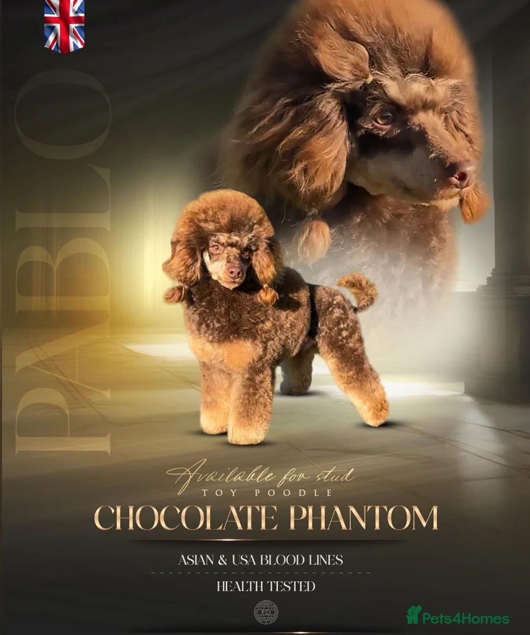 Toy Poodle dogs for stud: Health Tested Chocolate & Tan Phantom Toy Poodle in Maldon - Advert 1