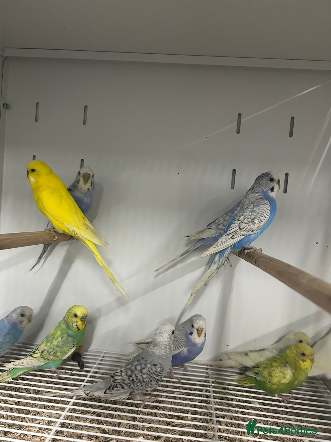 Budgerigars birds for sale: Various Stunning Mixed Baby Budgies  - Advert 6