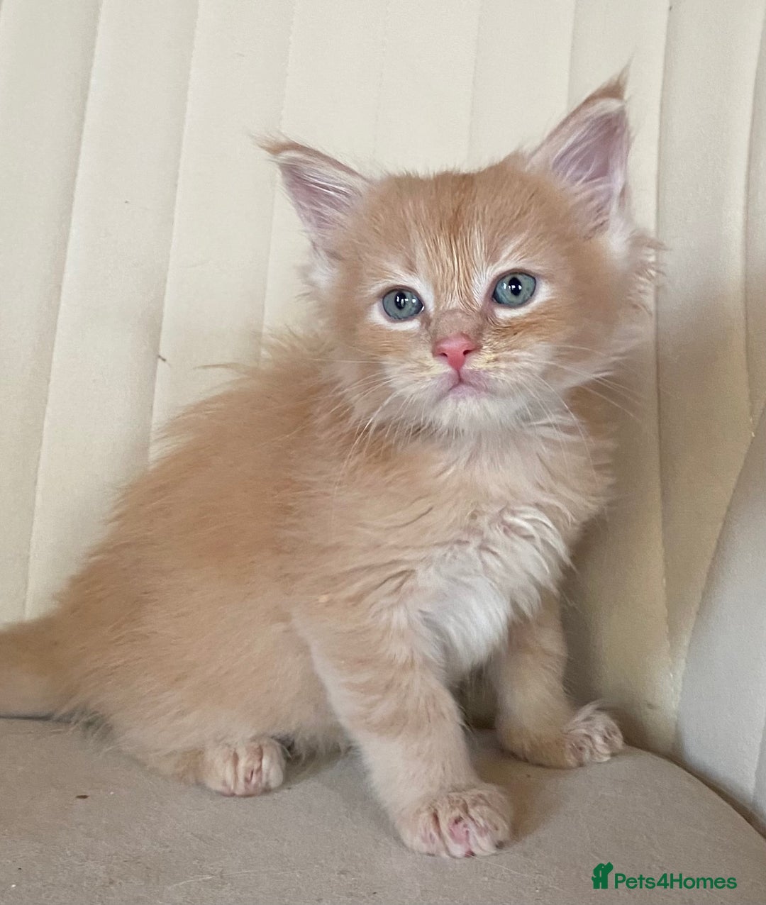Maine Coon cats for sale: TICA PEDIGREE Maine Coon Babies  - Advert 5
