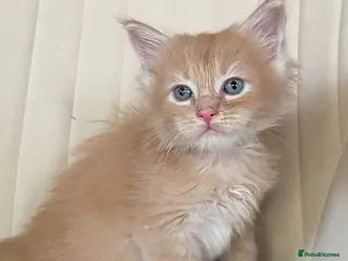 Maine Coon cats *1 left - ginger male * TICA PEDIGREE Maine Coons - Advert 11