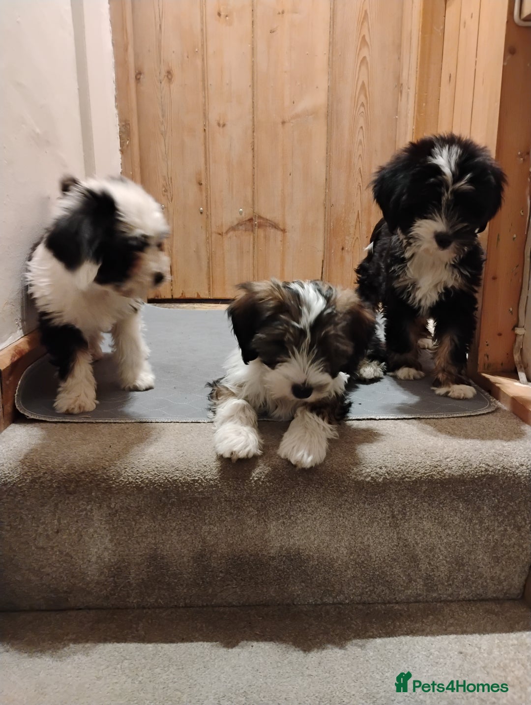 Tibetan Terrier dogs for sale: Araki Tibetan Terrier puppies - Advert 3