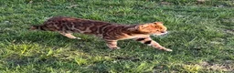 Bengal cats for sale: Outstanding Bengal kittens , European champion dad - Advert 18