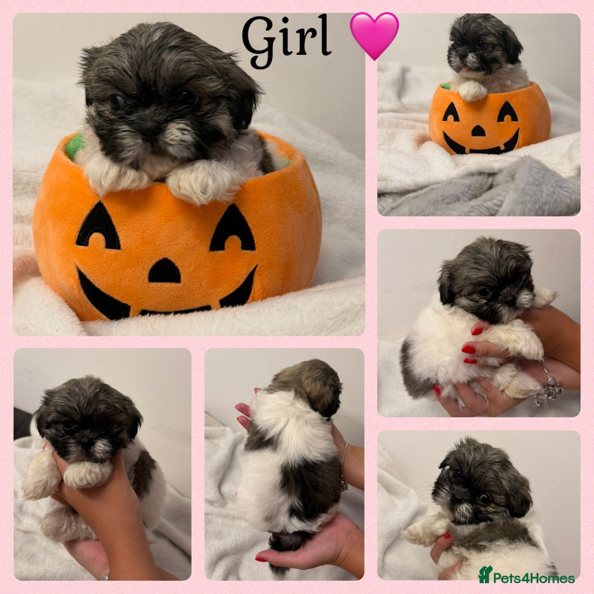 Shih Tzu dogs Only 4 girls left now 🥰🩷 - Advert 1