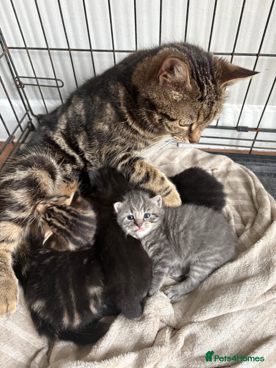 Mixed Breed cats for sale: Stunning mixed litter  - Advert 2