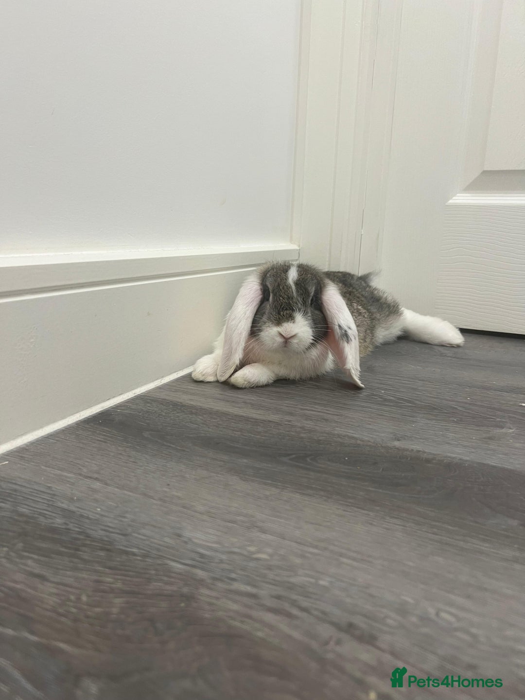 Mini Lop rabbits for sale: 2 lovely rabbits looking for forever home  - Image 3