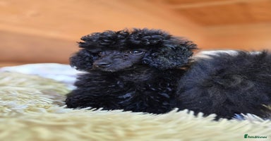 Toy Poodle dogs - Advert 8