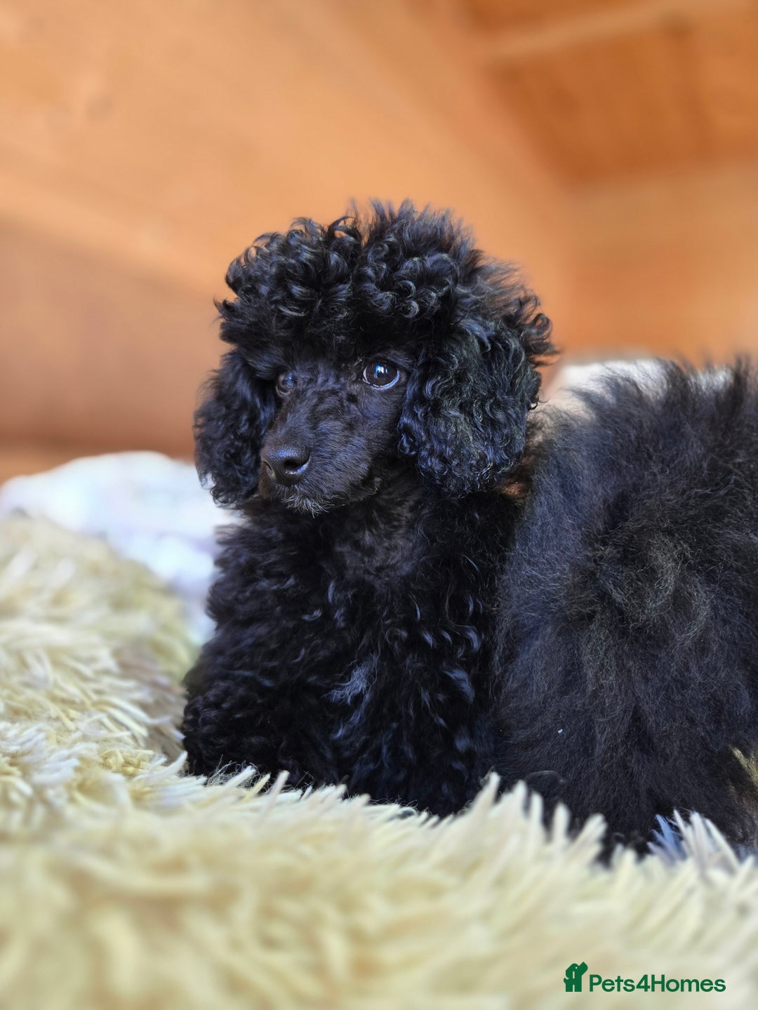 Toy Poodle dogs for sale: Stunning tiny Black girl Toy Poodle - Image 2