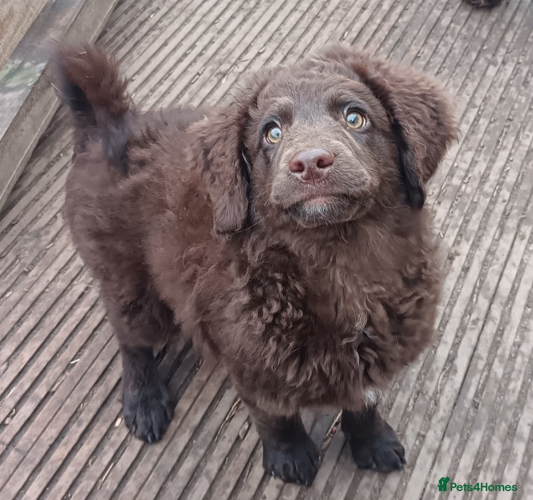 Australian Labradoodle dogs for sale: Health Tested ✔️ BOTH✔️ Parents HIP& ELBOW scored - Advert 21