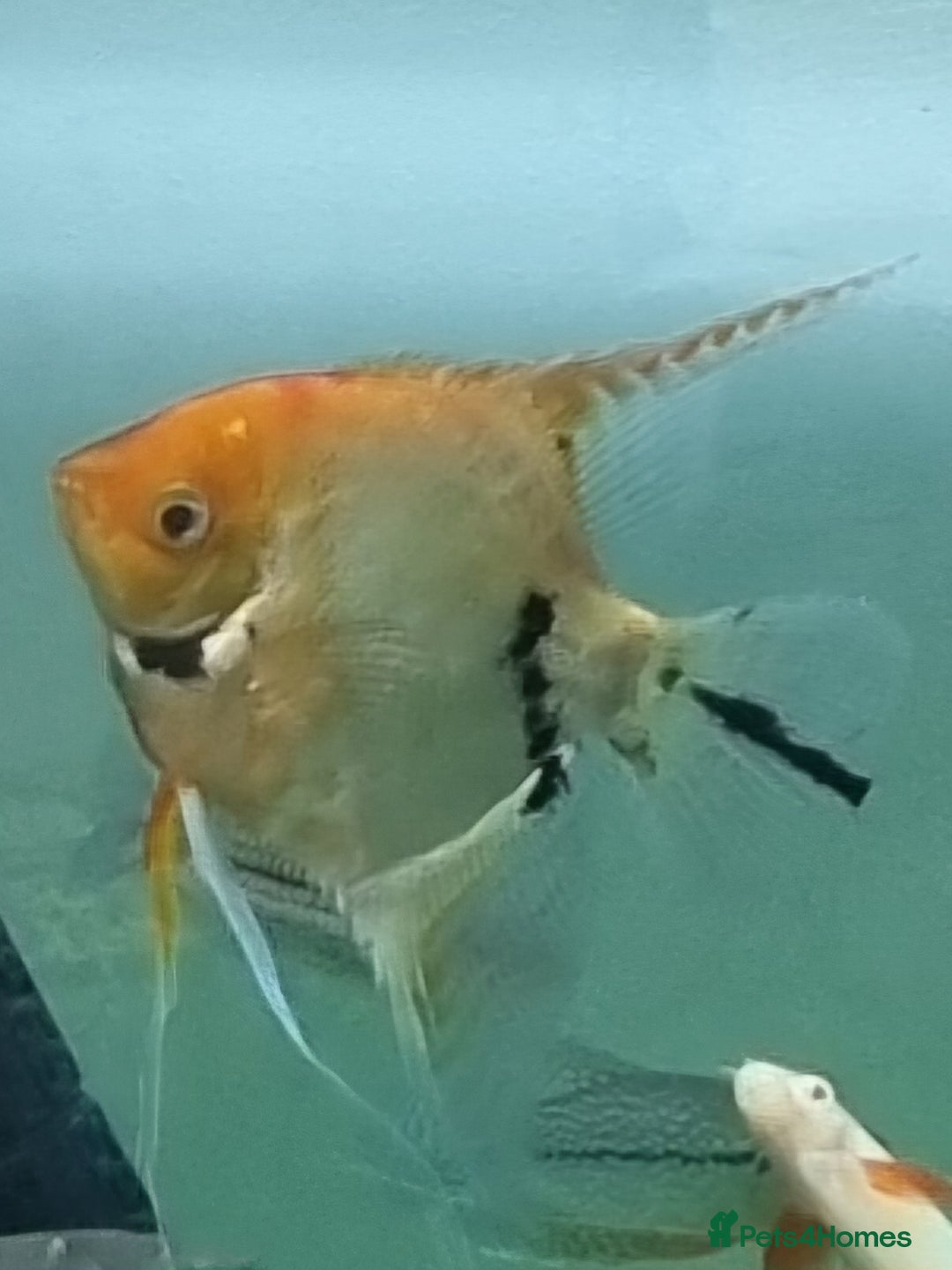 Tetras fish for sale: Different variety of tropical fish  - Advert 4