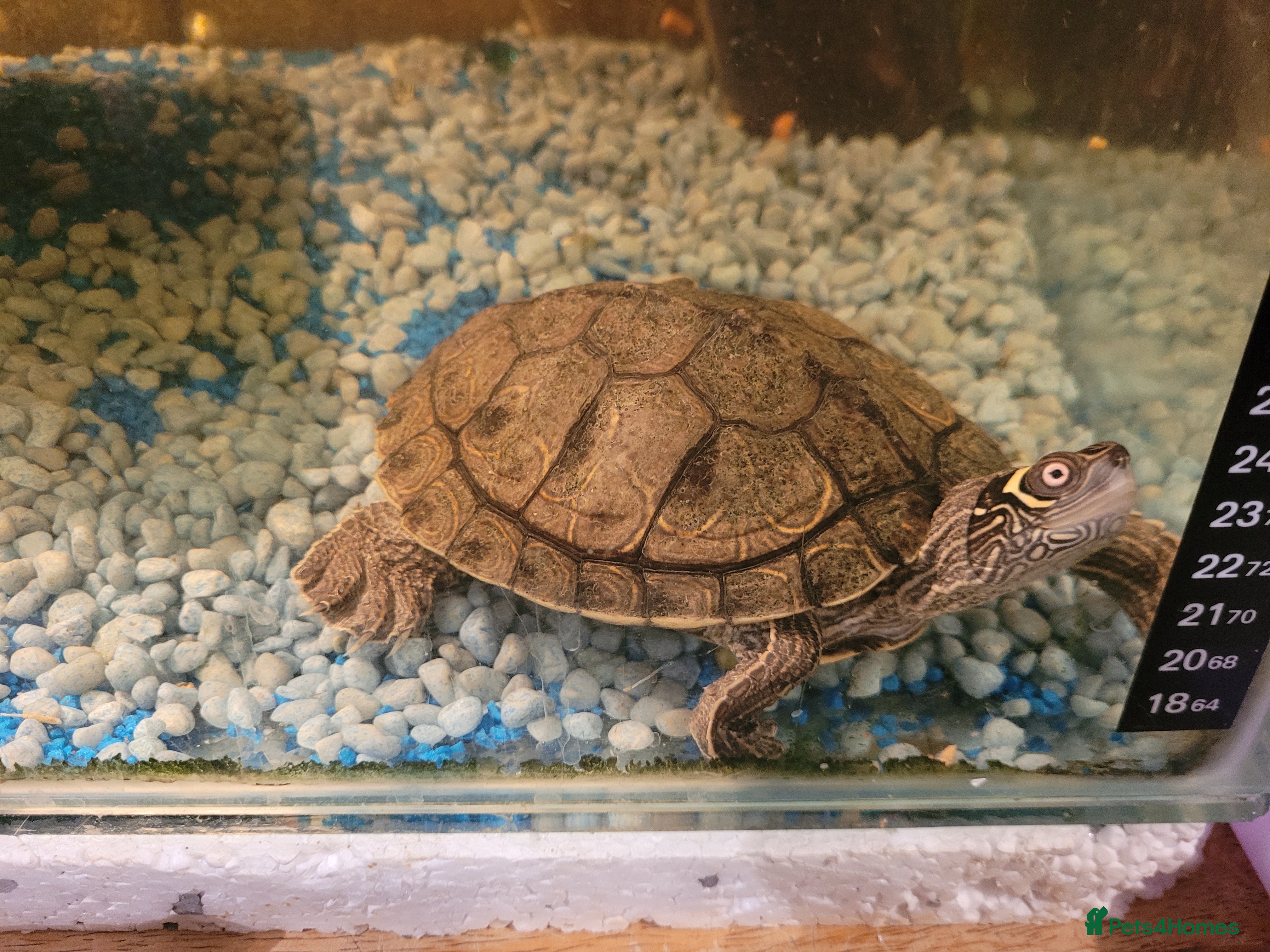 Turtle reptiles for sale: 2 turtle (map)m & f - Advert 1