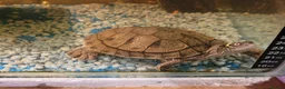 Turtle reptiles for sale: 2 turtle (map)m & f - Advert 1