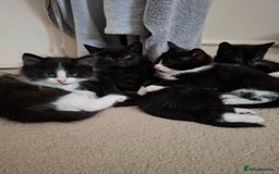 Mixed Breed cats for sale: seven funny kittens - Image 24