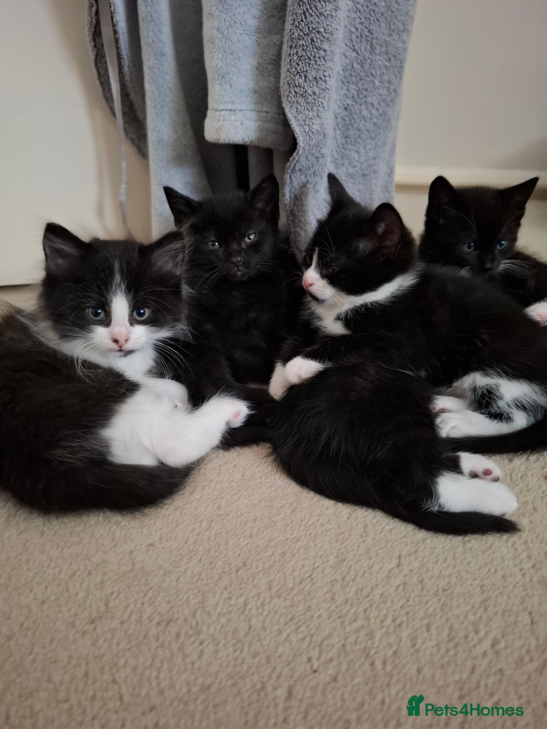 Mixed Breed cats for sale: seven funny kittens - Image 24