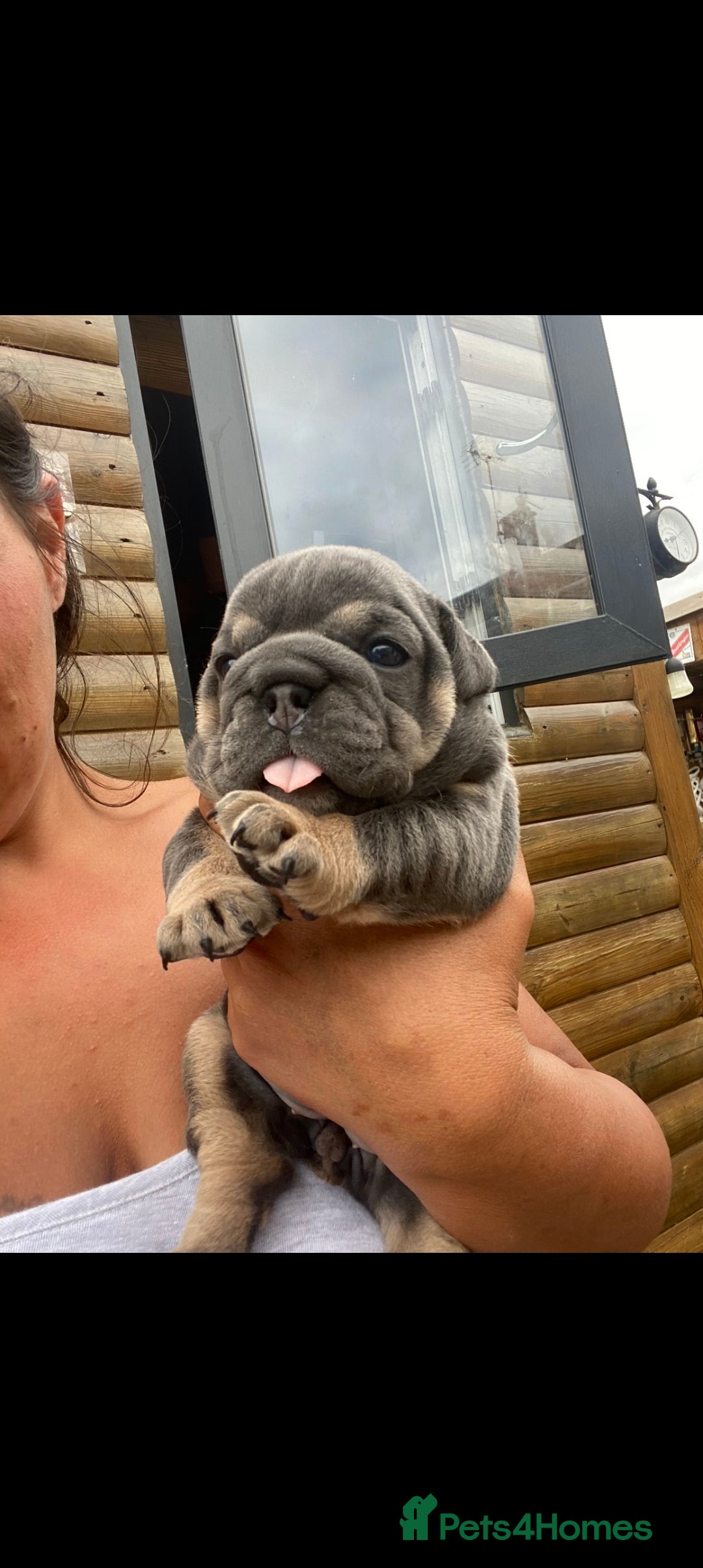 English Bulldog dogs for sale: KC REGISTERED ENGLISH BULLDOGS  - Image 29