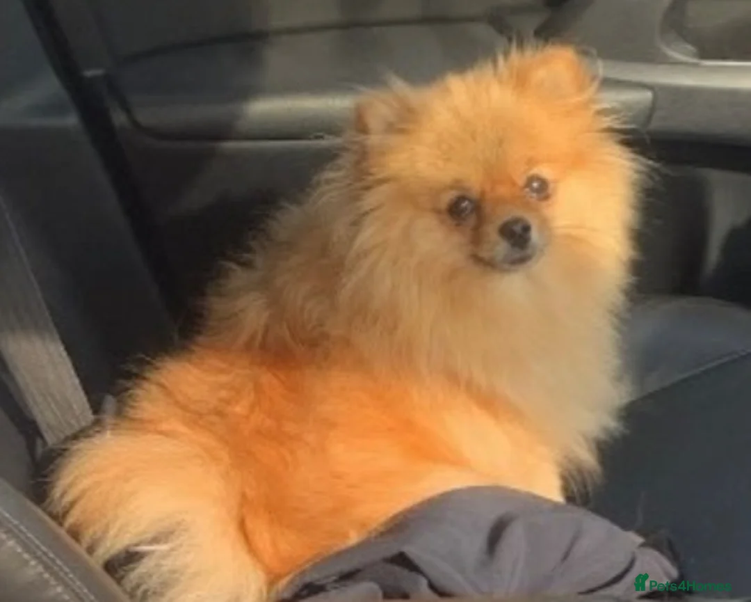 Pomeranian dogs for sale: Orange female retired Pomeranian  - Advert 1