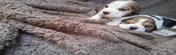 Beagle dogs for sale: Champion Tri-Color Beagles pups! in Doncaster - Advert 18