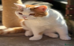 British Shorthair cats for sale: 8 month old Gccf reg red harli boy  - Image 4