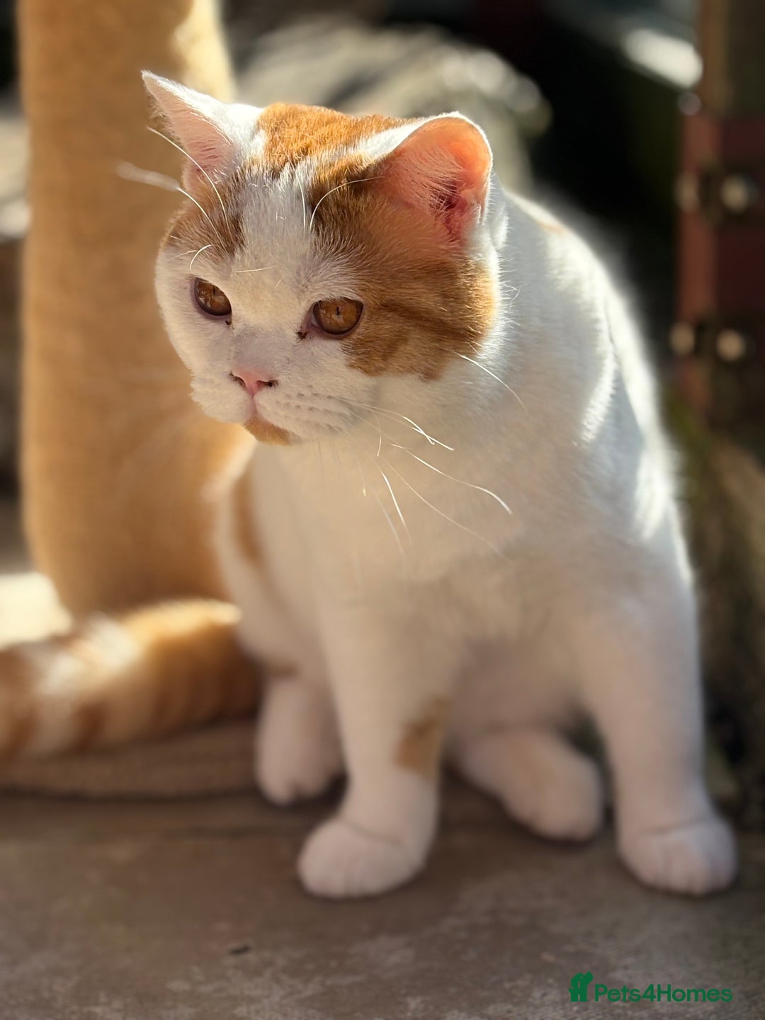 British Shorthair cats for sale: 8 month old Gccf reg red harli boy  - Image 4