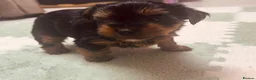 Yorkshire Terrier dogs for sale: 🐾  Beautiful Yorkshire Terrier Puppies  🐾 - Advert 13