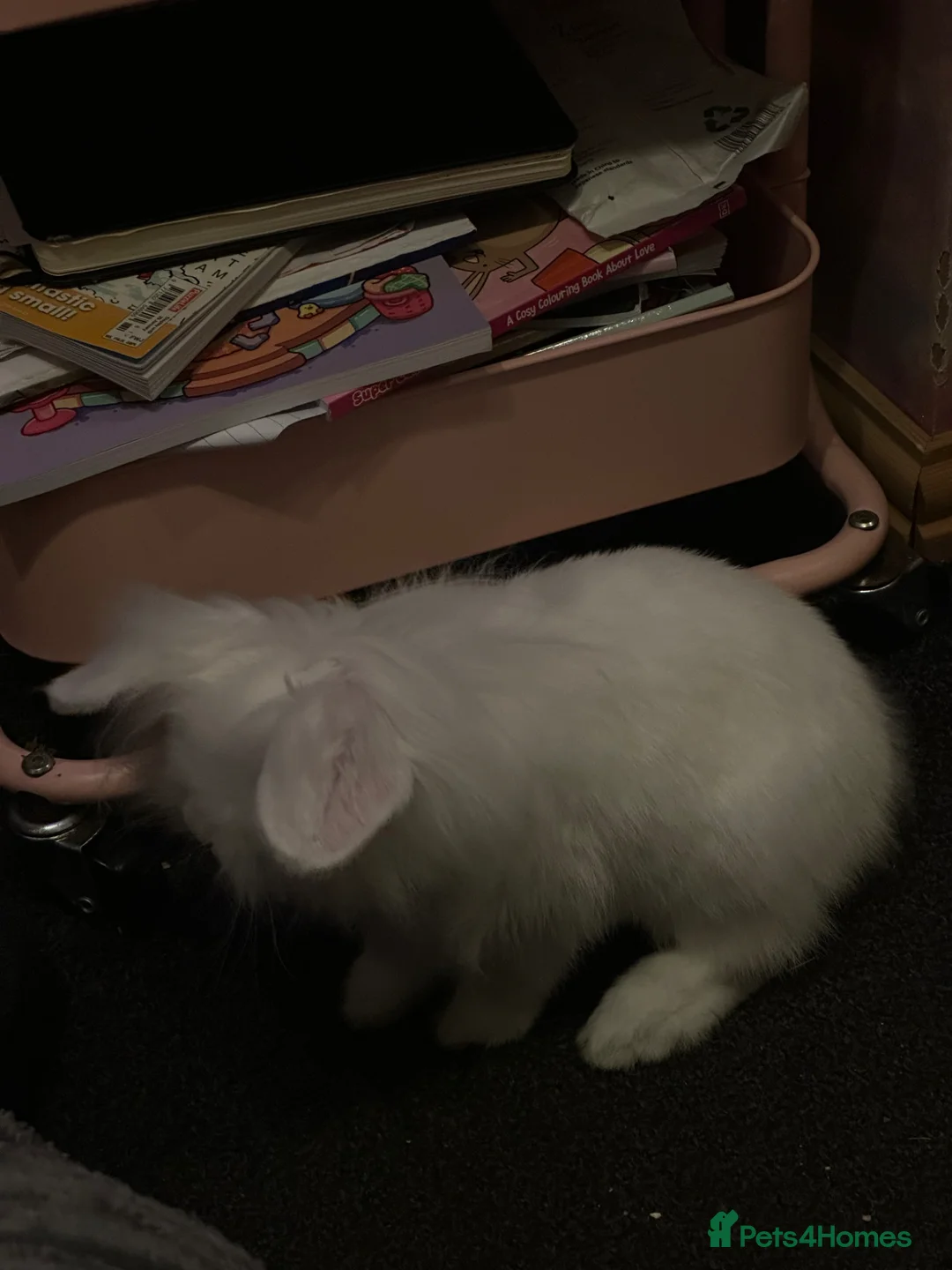 Mini Lion Lop rabbits for sale: Lionlop FREE in Doncaster - Advert 6