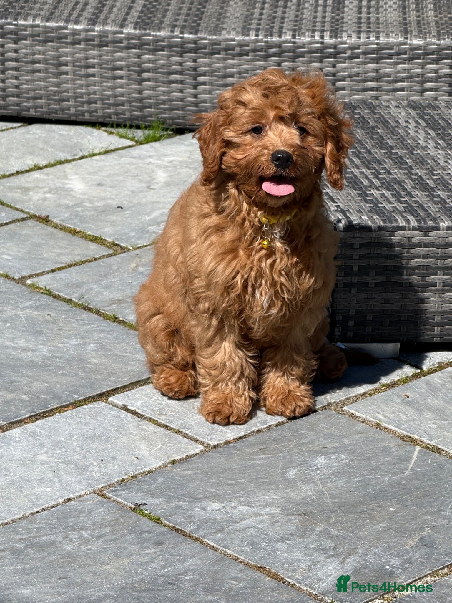 Cavapoo dogs Max is looking for his new home - Advert 2