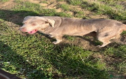 Labrador Retriever dogs for sale: Silver Labrador girl  - Image 8